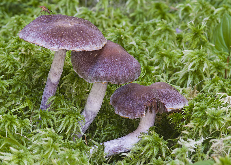 Cortinarius evernius